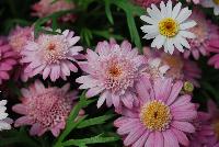 Angelic™ Argyranthemum Candy Pink -- New from Danziger “Dan” Flower Farm Spring Trials 2016: Angelic™ Argyranthemum 'Candy Pink' featuring abundant masses of light to medium to antique pink daisy-like flowers with light cream-yellow centers on a mounding habit of medium-green leaves.