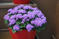 Aguilera™ Ageratum Purple -- New from Danziger “Dan” Flower Farm Spring Trials 2016: Aguilera™ Ageratum 'Purple' featuring dense masses of light to medium purple flower heads with darker purple-red centers on a mounding habit of rich-green leaves.