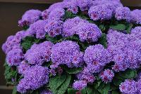 Aguilera™ Ageratum Purple -- New from Danziger “Dan” Flower Farm Spring Trials 2016: Aguilera™ Ageratum 'Purple' featuring dense masses of light to medium purple flower heads with darker purple-red centers on a mounding habit of rich-green leaves.