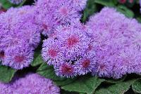 Aguilera™ Ageratum Purple -- New from Danziger “Dan” Flower Farm Spring Trials 2016: Aguilera™ Ageratum 'Purple' featuring dense masses of light to medium purple flower heads with darker purple-red centers on a mounding habit of rich-green leaves.