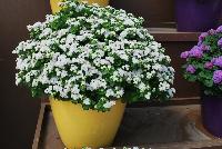 Aguilera™ Ageratum White -- New from Danziger “Dan” Flower Farm Spring Trials 2016: Aguilera™ Ageratum 'White' featuring dense masses of pure white flower heads with darker white centers on a mounding habit of rich-green leaves.