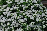 Aguilera™ Ageratum White -- New from Danziger “Dan” Flower Farm Spring Trials 2016: Aguilera™ Ageratum 'White' featuring dense masses of pure white flower heads with darker white centers on a mounding habit of rich-green leaves.