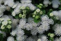 Aguilera™ Ageratum White -- New from Danziger “Dan” Flower Farm Spring Trials 2016: Aguilera™ Ageratum 'White' featuring dense masses of pure white flower heads with darker white centers on a mounding habit of rich-green leaves.