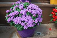 Aguilera™ Ageratum Violet -- New from Danziger “Dan” Flower Farm Spring Trials 2016: Aguilera™ Ageratum 'Violet' featuring dense masses of violet flower heads with darker purple-red centers on a mounding habit of rich-green leaves.