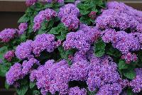 Aguilera™ Ageratum Violet -- New from Danziger “Dan” Flower Farm Spring Trials 2016: Aguilera™ Ageratum 'Violet' featuring dense masses of violet flower heads with darker purple-red centers on a mounding habit of rich-green leaves.