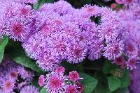 Aguilera™ Ageratum Violet -- New from Danziger “Dan” Flower Farm Spring Trials 2016: Aguilera™ Ageratum 'Violet' featuring dense masses of violet flower heads with darker purple-red centers on a mounding habit of rich-green leaves.