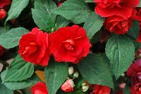 Musica™ Impatiens Red Crimson -- New from Danziger “Dan” Flower Farm Spring Trials 2016: Musica™ Impatiens 'Red Crimson' featuring dense masses of double-red flowers on a mounding habit of rich-green leaves.