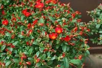 Pazzaz™ Portulaca Orange Flare -- New from Danziger “Dan” Flower Farm Spring Trials 2016: Pazzaz™ Portulaca 'Orange Flare' featuring  masses of small to medium brilliant orange-red to red flowers with yellow centers on a mounding habit of rich-green, succulent leaves.