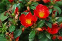 Pazzaz™ Portulaca Orange Flare -- New from Danziger “Dan” Flower Farm Spring Trials 2016: Pazzaz™ Portulaca 'Orange Flare' featuring  masses of small to medium brilliant orange-red to red flowers with yellow centers on a mounding habit of rich-green, succulent leaves.