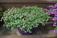 Pazzaz™ Portulaca Sweet Pink -- New from Danziger “Dan” Flower Farm Spring Trials 2016: Pazzaz™ Portulaca 'Sweet Pink' featuring  masses of small to medium deep-pink to neon-pink flowers with yellow-white centers on a mounding habit of rich-green, succulent leaves.