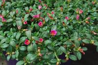 Pazzaz™ Portulaca Sweet Pink -- New from Danziger “Dan” Flower Farm Spring Trials 2016: Pazzaz™ Portulaca 'Sweet Pink' featuring  masses of small to medium deep-pink to neon-pink flowers with yellow-white centers on a mounding habit of rich-green, succulent leaves.