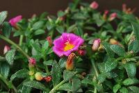 Pazzaz™ Portulaca Sweet Pink -- New from Danziger “Dan” Flower Farm Spring Trials 2016: Pazzaz™ Portulaca 'Sweet Pink' featuring  masses of small to medium deep-pink to neon-pink flowers with yellow-white centers on a mounding habit of rich-green, succulent leaves.