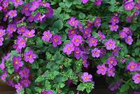 Scopia® Bacopa Great Violet Glow -- New from Danziger “Dan” Flower Farm Spring Trials 2016: Scopia® Bacopa 'Great Violet Glow' featuring  masses of small to medium deep- to bright-violet flowers with small yellow-white centers on a mounding and trailing habit of small, rich-green leaves.