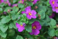 Scopia® Bacopa Great Violet Glow -- New from Danziger “Dan” Flower Farm Spring Trials 2016: Scopia® Bacopa 'Great Violet Glow' featuring  masses of small to medium deep- to bright-violet flowers with small yellow-white centers on a mounding and trailing habit of small, rich-green leaves.