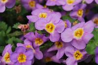 Scopia® Bacopa Great Azure -- New from Danziger “Dan” Flower Farm Spring Trials 2016: Scopia® Bacopa 'Great Azure' featuring  masses of small to medium deep- to azure blue to light pink-violet flowers with small yellow centers on a mounding and trailing habit of small, light-green leaves.