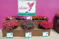 Calibri™ Calibrachoa  -- On display from Danziger “Dan” Flower Farm Spring Trials 2016: the Colibri™ Series of Calibrachoa featuring a rich palette of stunning and prolific flowers with dense, mounding habits.