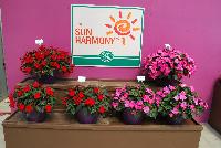 Sun Harmony™ Impatiens  -- On display from Danziger “Dan” Flower Farm Spring Trials 2016: the Sun Harmony™ Series of Impatiens featuring a rich palette of deep-colored flowers with dense, mounding habits.