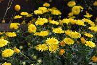 Cheers™ Calendula Yellow -- New from Danziger “Dan” Flower Farm Spring Trials 2016: Cheers™ Calendula 'Yellow' featuring daisy-like lemon-yellow flowers on medium to long, skinny, vine-like stems with long oval, medium green leaves all in a mounding and semi-trailing habit.