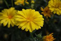 Cheers™ Calendula Yellow -- New from Danziger “Dan” Flower Farm Spring Trials 2016: Cheers™ Calendula 'Yellow' featuring daisy-like lemon-yellow flowers on medium to long, skinny, vine-like stems with long oval, medium green leaves all in a mounding and semi-trailing habit.