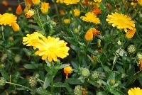 Cheers™ Calendula Orange -- New from Danziger “Dan” Flower Farm Spring Trials 2016: Cheers™ Calendula 'Orange' featuring daisy-like bright orange flowers on medium to long, skinny, vine-like stems with long oval, medium green leaves all in a mounding and semi-trailing habit.