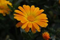 Cheers™ Calendula Orange -- New from Danziger “Dan” Flower Farm Spring Trials 2016: Cheers™ Calendula 'Orange' featuring daisy-like bright orange flowers on medium to long, skinny, vine-like stems with long oval, medium green leaves all in a mounding and semi-trailing habit.