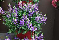  Scaevola Purple Haze™ -- New from Danziger “Dan” Flower Farm Spring Trials 2016: Scaevola 'Purple Haze™' featuring clusters of bright and bold, deep-violet half-flowers with yellow half-centers  on medium long deep green stems with deep green leaves.