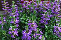  Scaevola Purple Haze™ -- New from Danziger “Dan” Flower Farm Spring Trials 2016: Scaevola 'Purple Haze™' featuring clusters of bright and bold, deep-violet half-flowers with yellow half-centers  on medium long deep green stems with deep green leaves.