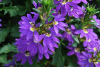  Scaevola Purple Haze™ -- New from Danziger “Dan” Flower Farm Spring Trials 2016: Scaevola 'Purple Haze™' featuring clusters of bright and bold, deep-violet half-flowers with yellow half-centers  on medium long deep green stems with deep green leaves.