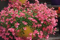 Genta™ Diascia Giant Coral -- New from Danziger “Dan” Flower Farm Spring Trials 2016: Genta Diascia 'Giant Coral' featuring clusters of medium, bright and bold, deep-salmon to red-rose flowers with deep red centers on medium long trailing stems with medium green leaves.