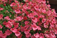 Genta™ Diascia Giant Coral -- New from Danziger “Dan” Flower Farm Spring Trials 2016: Genta Diascia 'Giant Coral' featuring clusters of medium, bright and bold, deep-salmon to red-rose flowers with deep red centers on medium long trailing stems with medium green leaves.