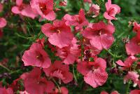 Genta™ Diascia Giant Coral -- New from Danziger “Dan” Flower Farm Spring Trials 2016: Genta Diascia 'Giant Coral' featuring clusters of medium, bright and bold, deep-salmon to red-rose flowers with deep red centers on medium long trailing stems with medium green leaves.