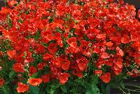 Genta™ Diascia Papaya -- New from Danziger “Dan” Flower Farm Spring Trials 2016: Genta Diascia 'Papaya' featuring dense clusters of medium, bright and bold, deep-red to dark orange-red flowers on medium long trailing stems with medium green leaves.