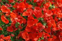 Genta™ Diascia Papaya -- New from Danziger “Dan” Flower Farm Spring Trials 2016: Genta Diascia 'Papaya' featuring dense clusters of medium, bright and bold, deep-red to dark orange-red flowers on medium long trailing stems with medium green leaves.