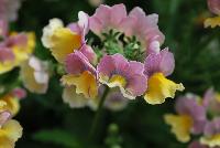 Nesia™ Nemesia Banana Swirl -- New from Danziger “Dan” Flower Farm Spring Trials 2016: Nesia™ Nemesia 'Banana Swirl' featuring fragrant, dense, yet dainty clusters of medium sized, light- to medium-pink edged flowers with yellow to cream-yellow middles on medium upright stems with medium green, jagged leaves.