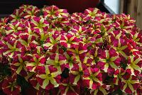 Amore™ Petunia Queen of Hearts -- New from Danziger “Dan” Flower Farm Spring Trials 2016: the Amore™ Petunia 'Queen of Hearts' featuring a very unique pattern of many medium-to-large, rose-red with prominent yellow-star-centered flowers on barely visible green leaves.