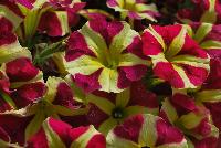 Amore™ Petunia Queen of Hearts -- New from Danziger “Dan” Flower Farm Spring Trials 2016: the Amore™ Petunia 'Queen of Hearts' featuring a very unique pattern of many medium-to-large, rose-red with prominent yellow-star-centered flowers on barely visible green leaves.