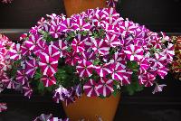 Amore™ Petunia Joy -- New from Danziger “Dan” Flower Farm Spring Trials 2016: the Amore™ Petunia 'Joy' featuring a very unique pattern of many medium-to-large, light violet-red with prominent white-star-centered flowers on barely visible green leaves.
