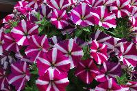 Amore™ Petunia Joy -- New from Danziger “Dan” Flower Farm Spring Trials 2016: the Amore™ Petunia 'Joy' featuring a very unique pattern of many medium-to-large, light violet-red with prominent white-star-centered flowers on barely visible green leaves.