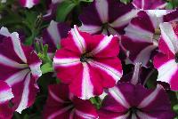 Amore™ Petunia Joy -- New from Danziger “Dan” Flower Farm Spring Trials 2016: the Amore™ Petunia 'Joy' featuring a very unique pattern of many medium-to-large, light violet-red with prominent white-star-centered flowers on barely visible green leaves.