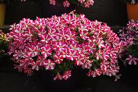 Amore™ Petunia Mio -- New from Danziger “Dan” Flower Farm Spring Trials 2016: the Amore™ Petunia 'Mio' featuring a very unique pattern of many medium-to-large, bright to neon-pink with prominent white-star-centered flowers on barely visible green leaves.