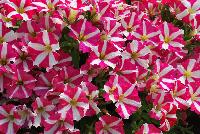 Amore™ Petunia Mio -- New from Danziger “Dan” Flower Farm Spring Trials 2016: the Amore™ Petunia 'Mio' featuring a very unique pattern of many medium-to-large, bright to neon-pink with prominent white-star-centered flowers on barely visible green leaves.