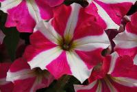 Amore™ Petunia Mio -- New from Danziger “Dan” Flower Farm Spring Trials 2016: the Amore™ Petunia 'Mio' featuring a very unique pattern of many medium-to-large, bright to neon-pink with prominent white-star-centered flowers on barely visible green leaves.