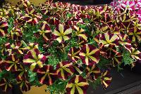 Amore™ Petunia Fiesta -- New from Danziger “Dan” Flower Farm Spring Trials 2016: the Amore™ Petunia 'Fiesta' featuring a very unique pattern of many medium-to-large, dark burgundy-red  with prominent yellow-star-centered flowers on barely visible green leaves.
