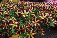 Amore™ Petunia Fiesta -- New from Danziger “Dan” Flower Farm Spring Trials 2016: the Amore™ Petunia 'Fiesta' featuring a very unique pattern of many medium-to-large, dark burgundy-red  with prominent yellow-star-centered flowers on barely visible green leaves.