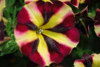 Amore™ Petunia Fiesta -- New from Danziger “Dan” Flower Farm Spring Trials 2016: the Amore™ Petunia 'Fiesta' featuring a very unique pattern of many medium-to-large, dark burgundy-red  with prominent yellow-star-centered flowers on barely visible green leaves.