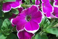 Cascadias™ Petunia Rim Fantasy -- New from Danziger “Dan” Flower Farm Spring Trials 2016: the Cascadias™ Petunia 'Rim Fantasy' featuring a very unique pattern of many medium-to-large,deep light-purple to fuchsia flowers with narrow, yet vibrant white edges on nicely contrasting light-green leaves with a mounding and semi-trailing habit.