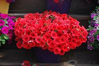 Cascadias™ Petunia Simply Red -- New from Danziger “Dan” Flower Farm Spring Trials 2016: the Cascadias™ Petunia 'Simply Red' featuring a dense array of bold, bright red flowers on nicely contrasting, yet barely visible light-green leaves with a mounding habit.