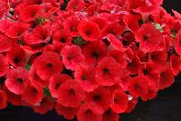 Cascadias™ Petunia Simply Red -- New from Danziger “Dan” Flower Farm Spring Trials 2016: the Cascadias™ Petunia 'Simply Red' featuring a dense array of bold, bright red flowers on nicely contrasting, yet barely visible light-green leaves with a mounding habit.