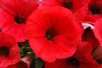 Cascadias™ Petunia Simply Red -- New from Danziger “Dan” Flower Farm Spring Trials 2016: the Cascadias™ Petunia 'Simply Red' featuring a dense array of bold, bright red flowers on nicely contrasting, yet barely visible light-green leaves with a mounding habit.