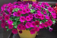 Cascadias™ Petunia Burgundy -- New from Danziger “Dan” Flower Farm Spring Trials 2016: the Cascadias™ Petunia 'Burgundy' featuring a dense mass of fuchsia-purple to neon-pinkish-purple flowers on nicely contrasting light-green leaves with a mounding habit.
